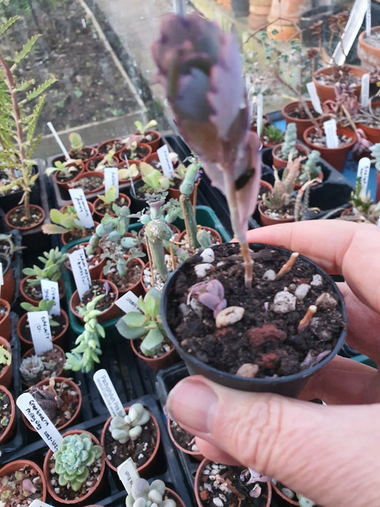 Kalanchoe fedtschenkoi | Lavender Scallops | (Bryophyllum) Succulent