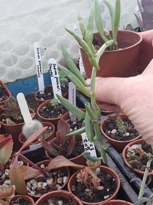 Curio radicans - (Senecio radicans) String of Bananas - UK grown houseplant - Barney Plants