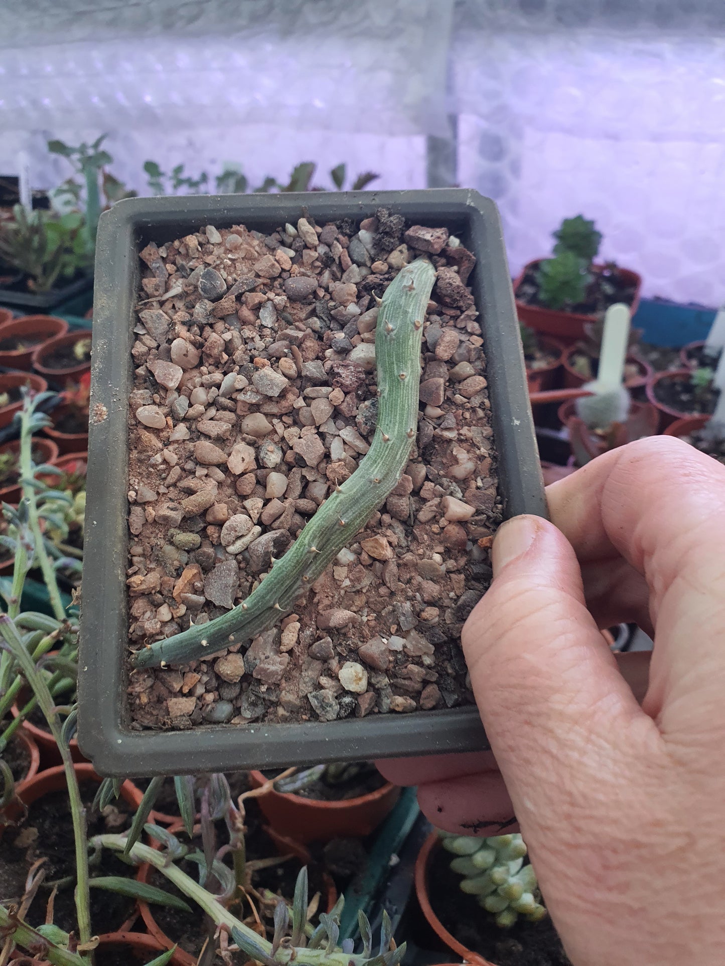 Kleinia pendulus (Senecio pendulus) - Inch worm / Tape worm plant