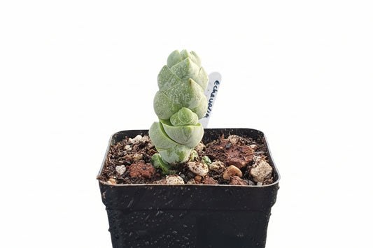 Crassula plegmatoides - UK grown houseplant - Barney Plants