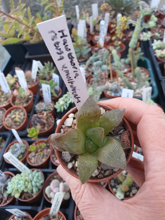 Haworthia restua f multilineata - UK grown houseplant - Barney Plants