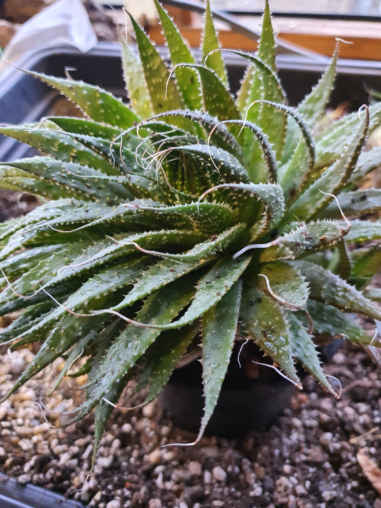 Aristaloe aristata| Lace Aloe | Aloe arisitata |Cold Hardy Succulent - UK grown houseplant - Barney Plants