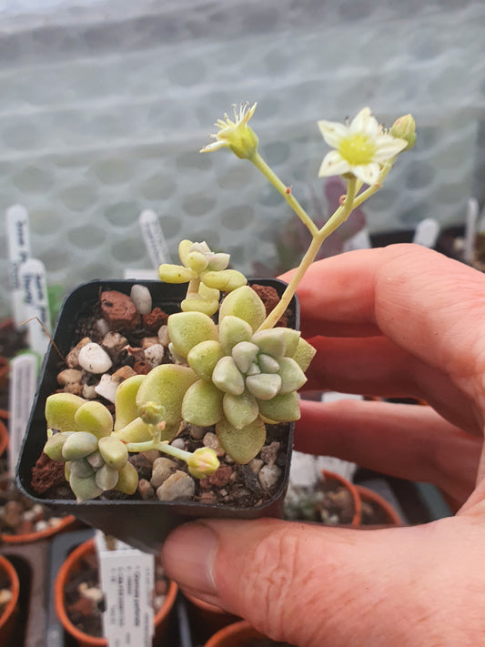 Graptopetalum mendozae