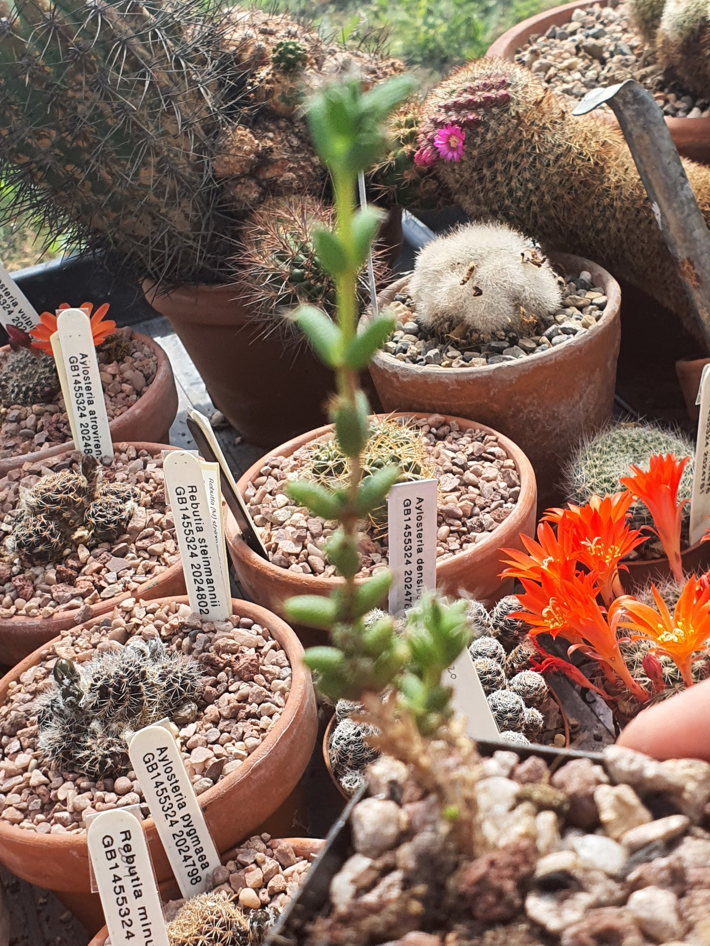 Trichodiadema densum - Desert Rose - Pink Flowers | UK Grown - UK grown houseplant - Barney Plants