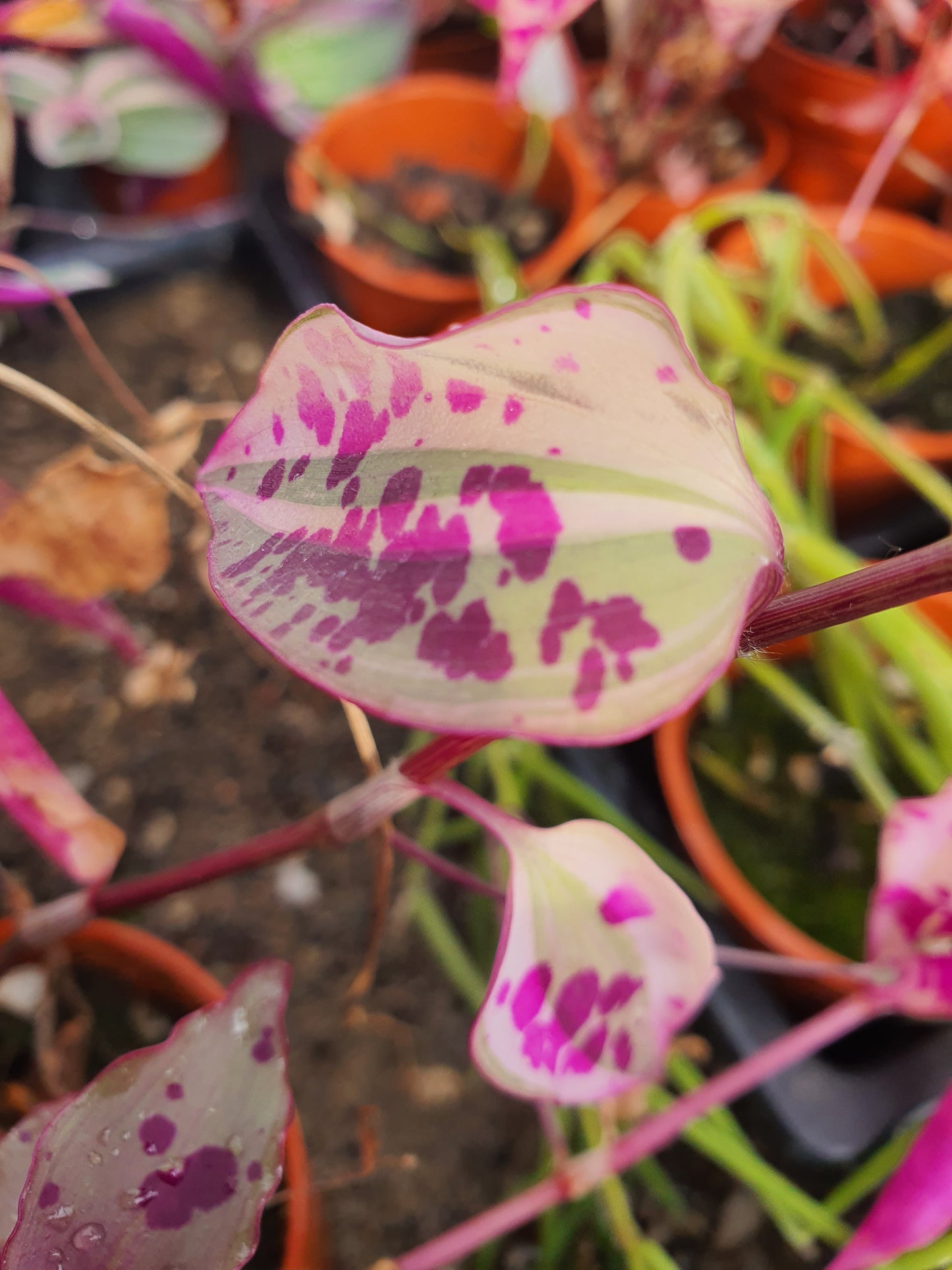 Tinantia pringlei Variegata - Spotted Mexican Wandering Dew Variegated - (Tradescantia) Cutting