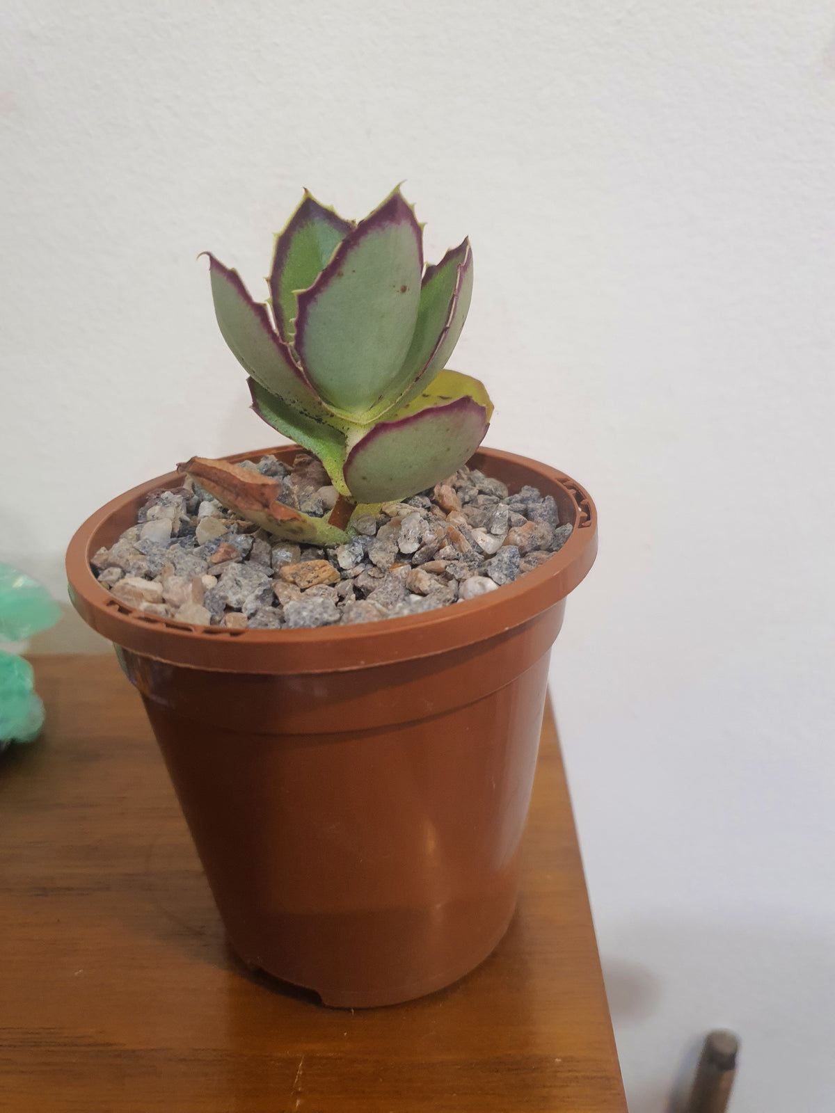 Kalanchoe synsepala - Walking Kalanchoe