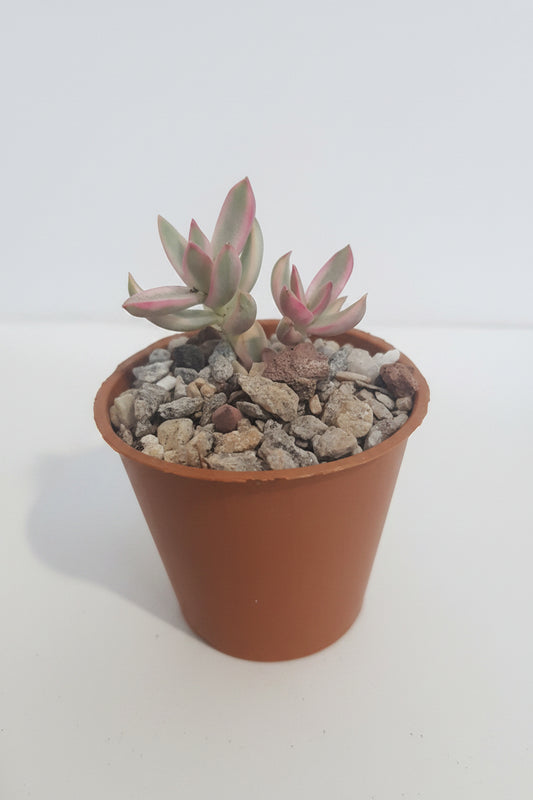 Crassula rubricaulis 'Candy Cane'