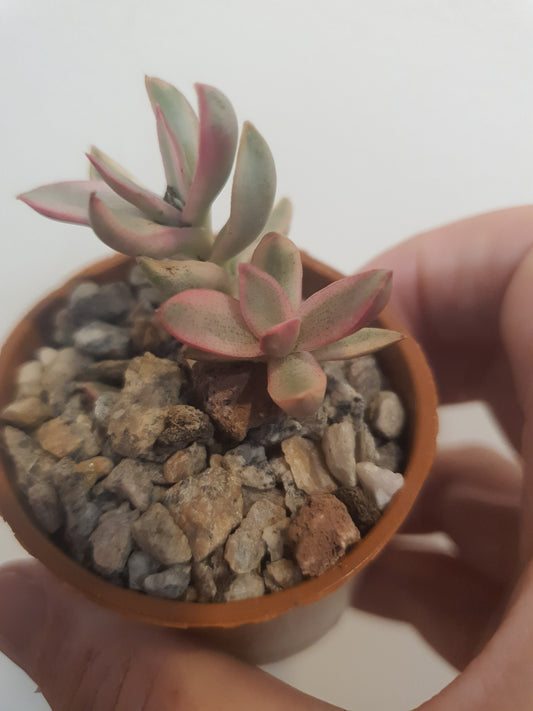 Crassula rubricaulis 'Candy Cane'