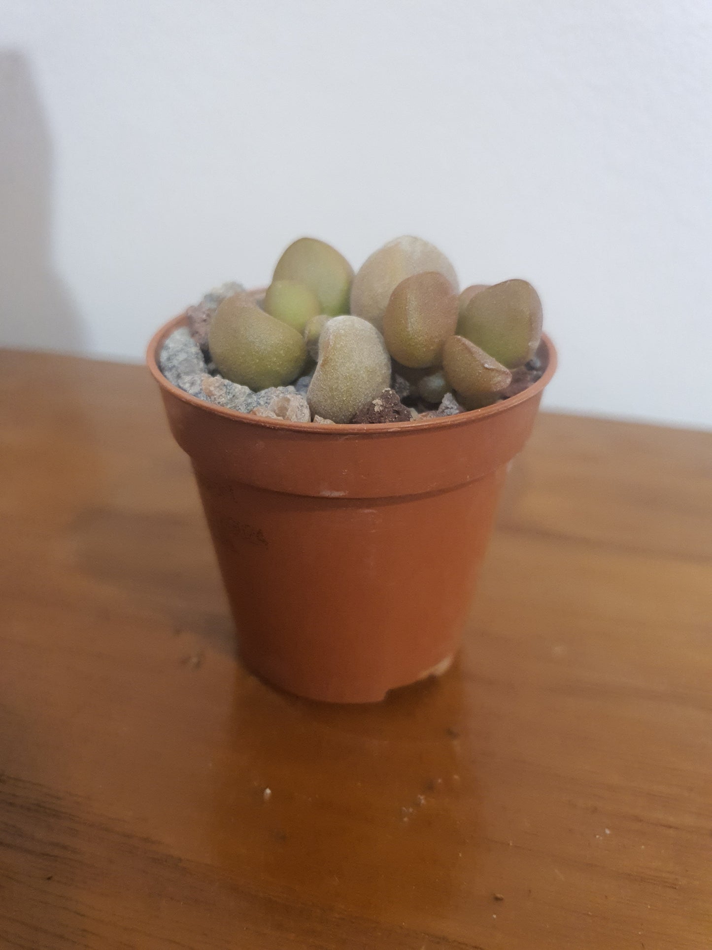 Adromischus marianae 'Little spahaeroid'