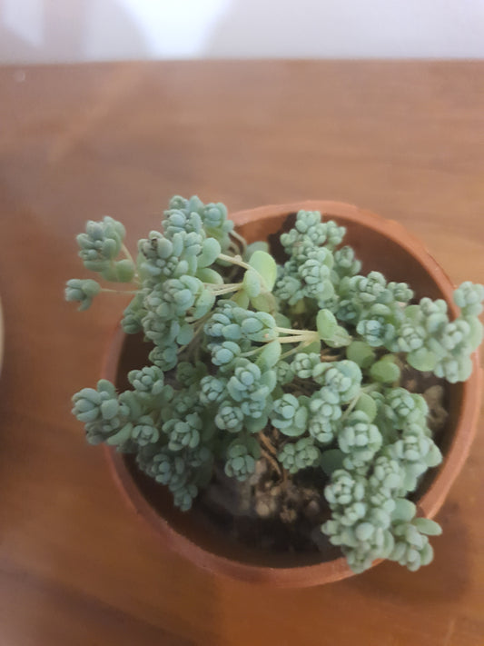 Sedum dasyphyllum 'Lilac Mound'