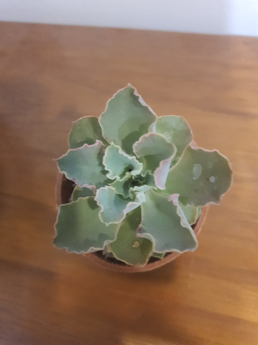 Echeveria 'Pink Frills'