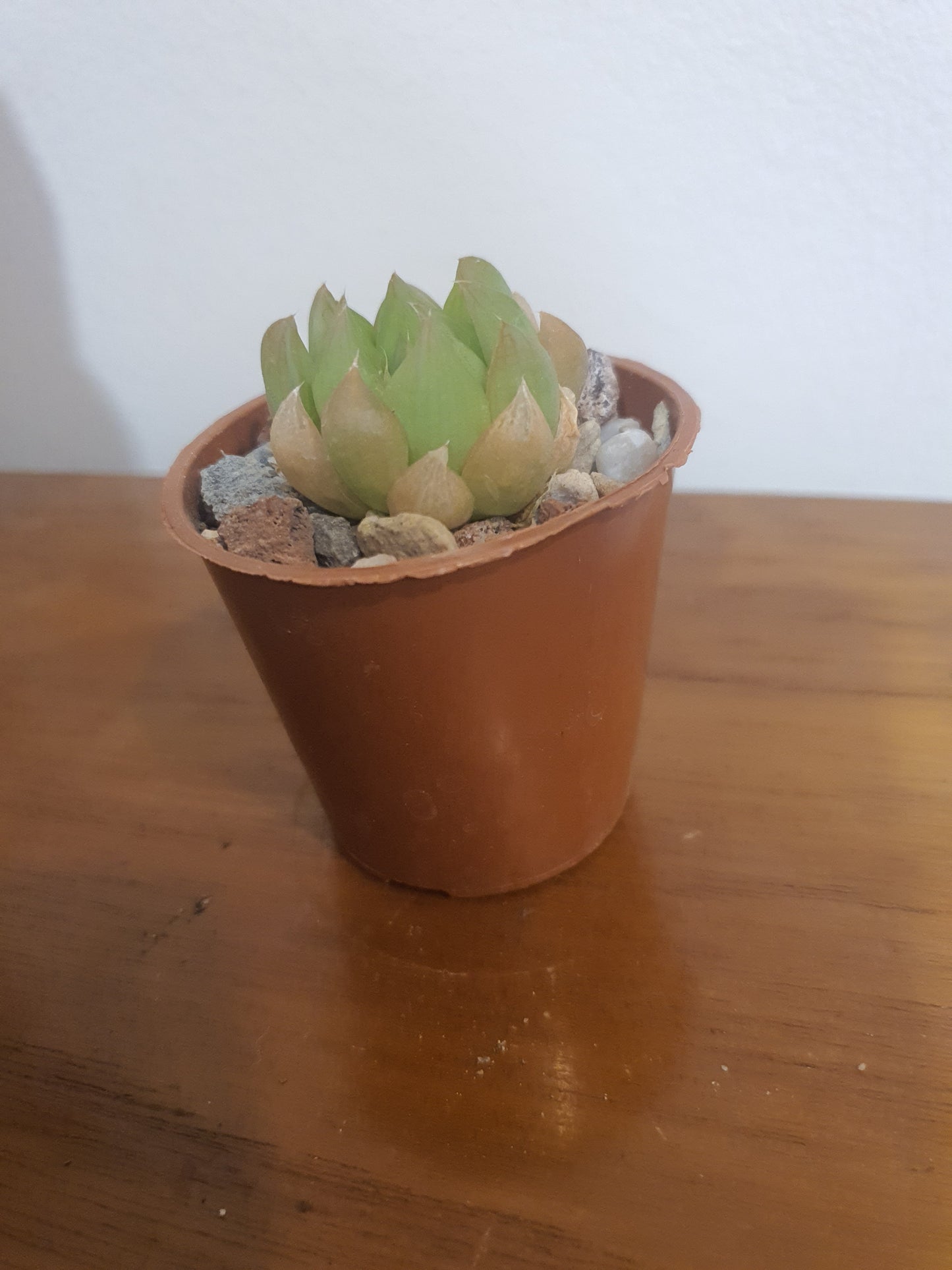 Haworthia bilineata