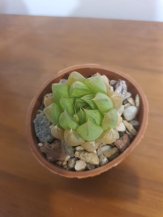 Haworthia bilineata