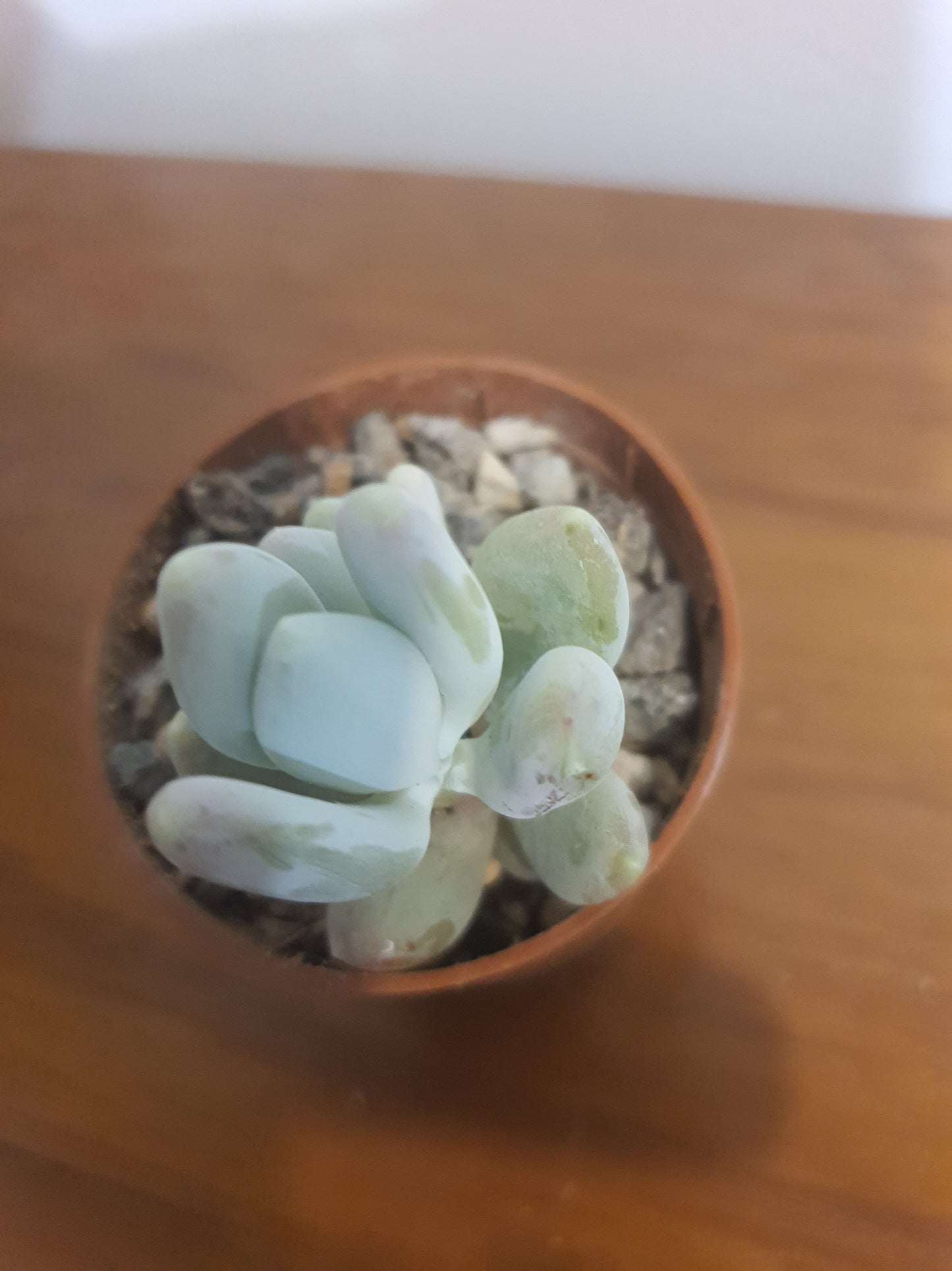 Pachyphytum glutinicaule