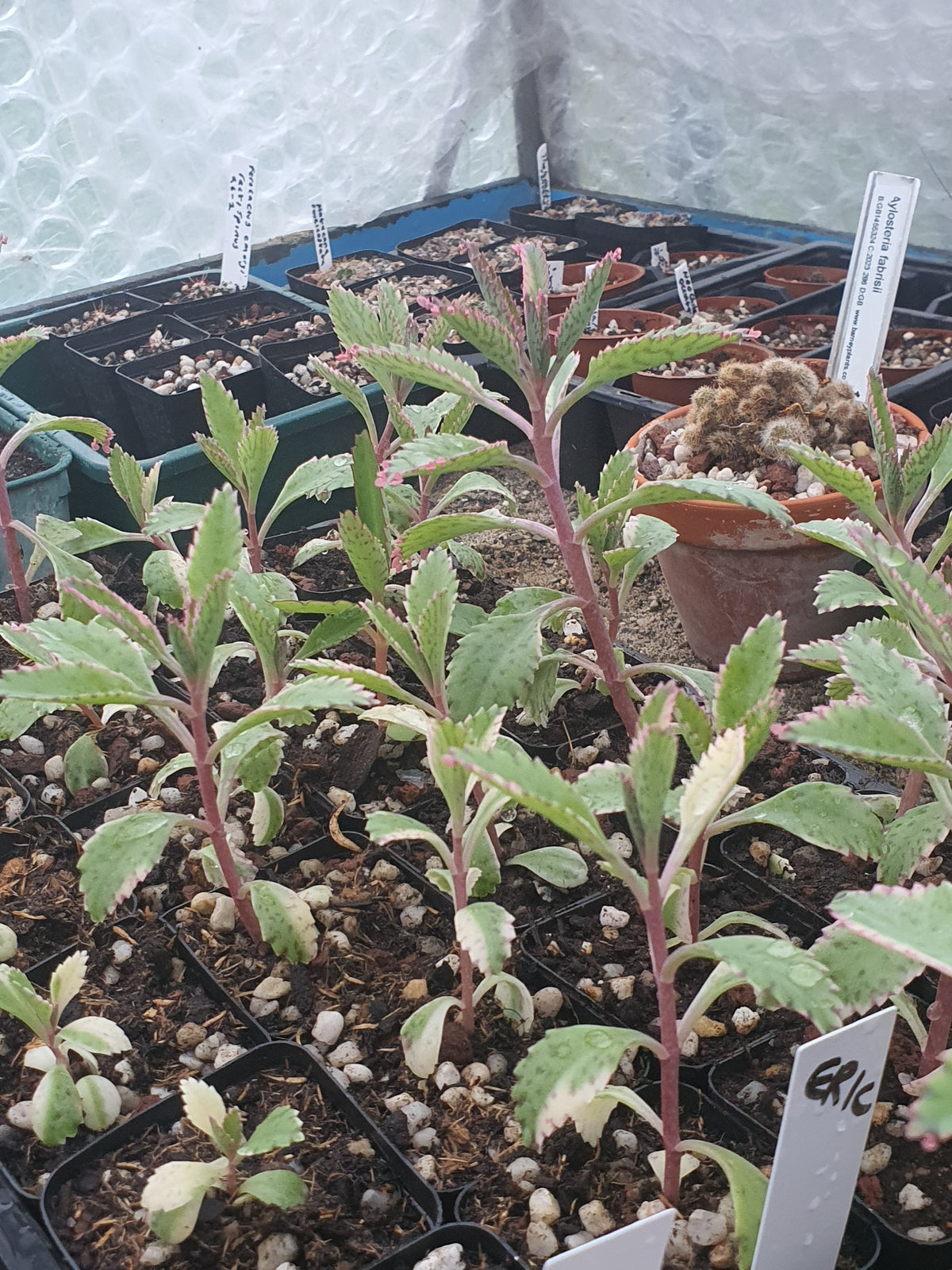 Kalanchoe 'Pink Butterfly' | Pink Mother of Thousands |