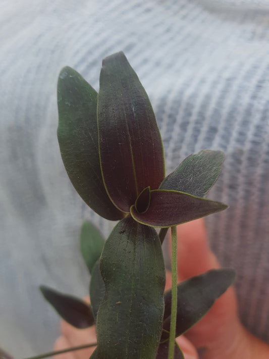 Tradescantia reverted unicorn - Plug / Cutting