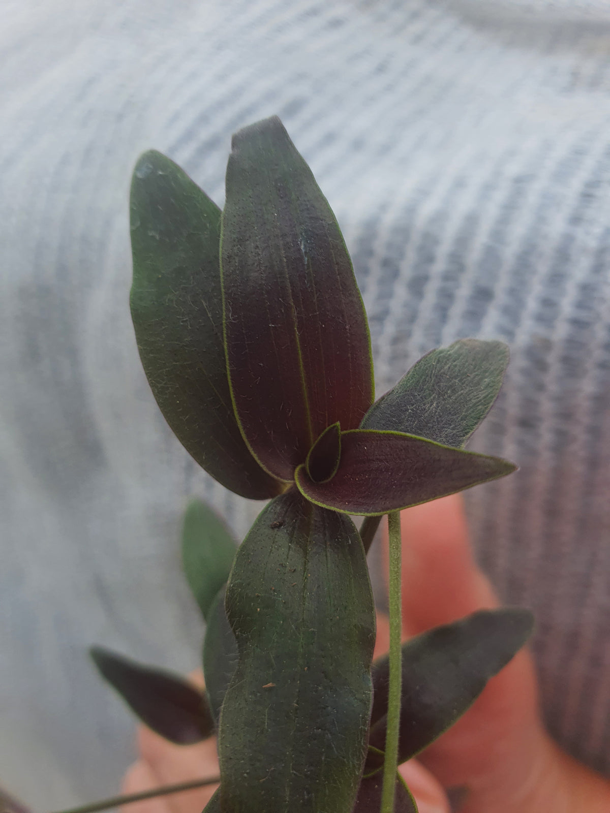 Tradescantia reverted unicorn - Plug / Cutting