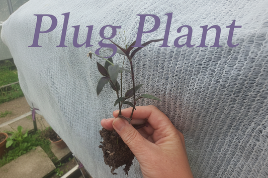Tradescantia reverted unicorn - Plug / Cutting