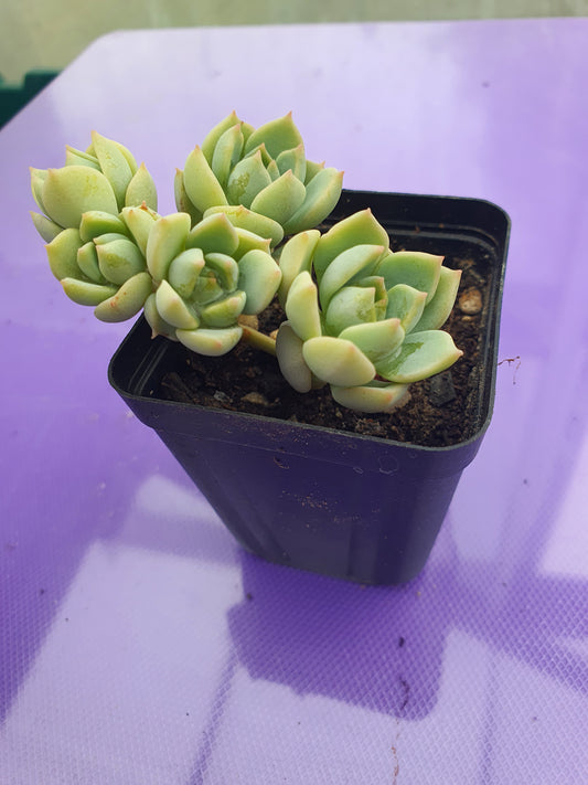 x Graptoveria 'Titubans'
