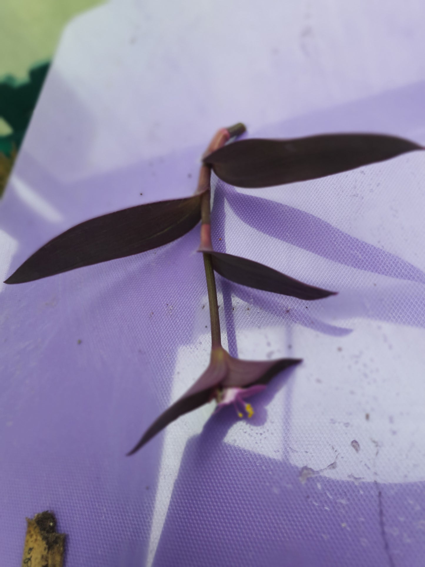 Tradescantia pallida Purpurea- Purple Heart - Cutting