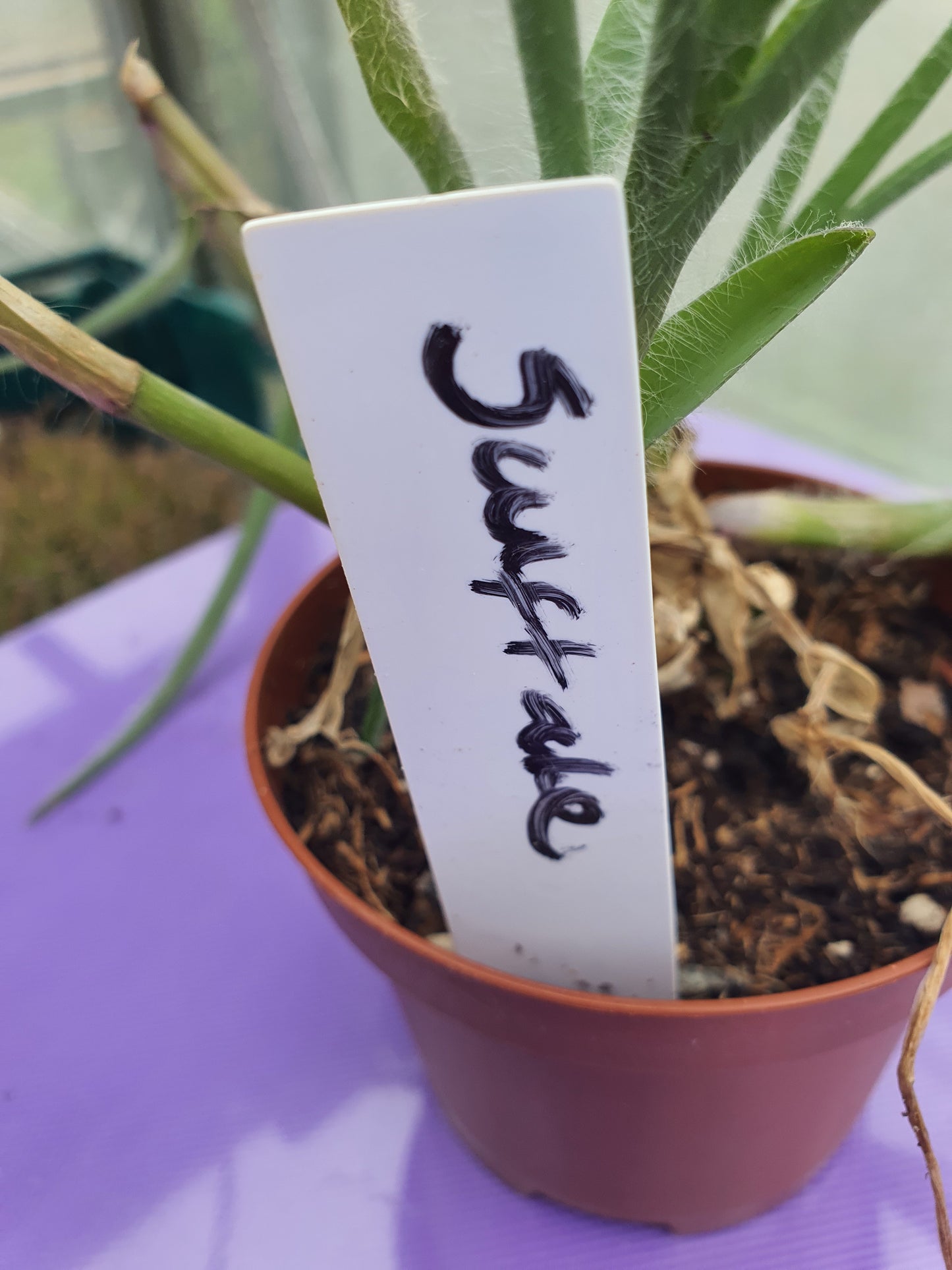 Tradescantia hirta ‘Swifttale - Cutting