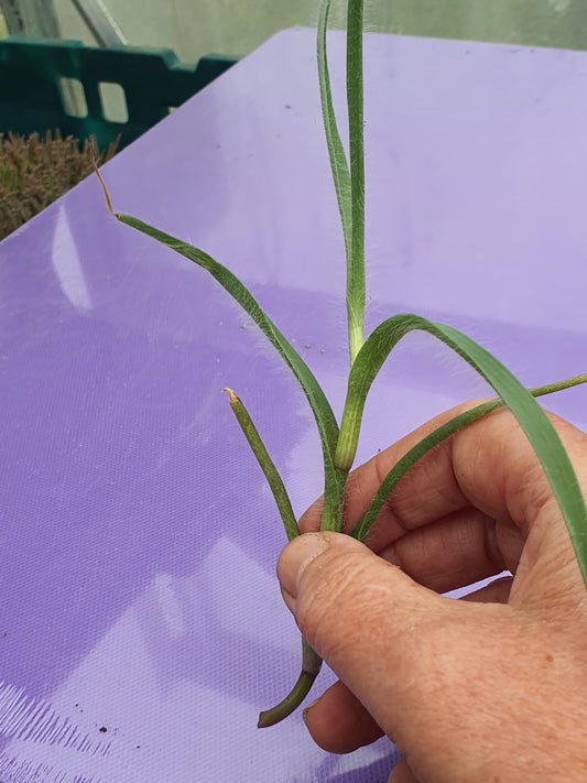 Tradescantia hirta ‘Swifttale - Cutting