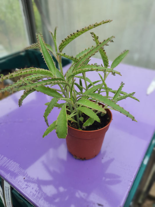 Kalanchoe 'Octopus' (Rare Mother of thousands 'Octopus' - Plant