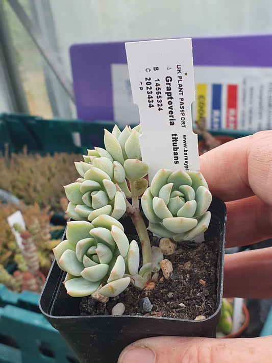 xGraptoveria 'Titubans'