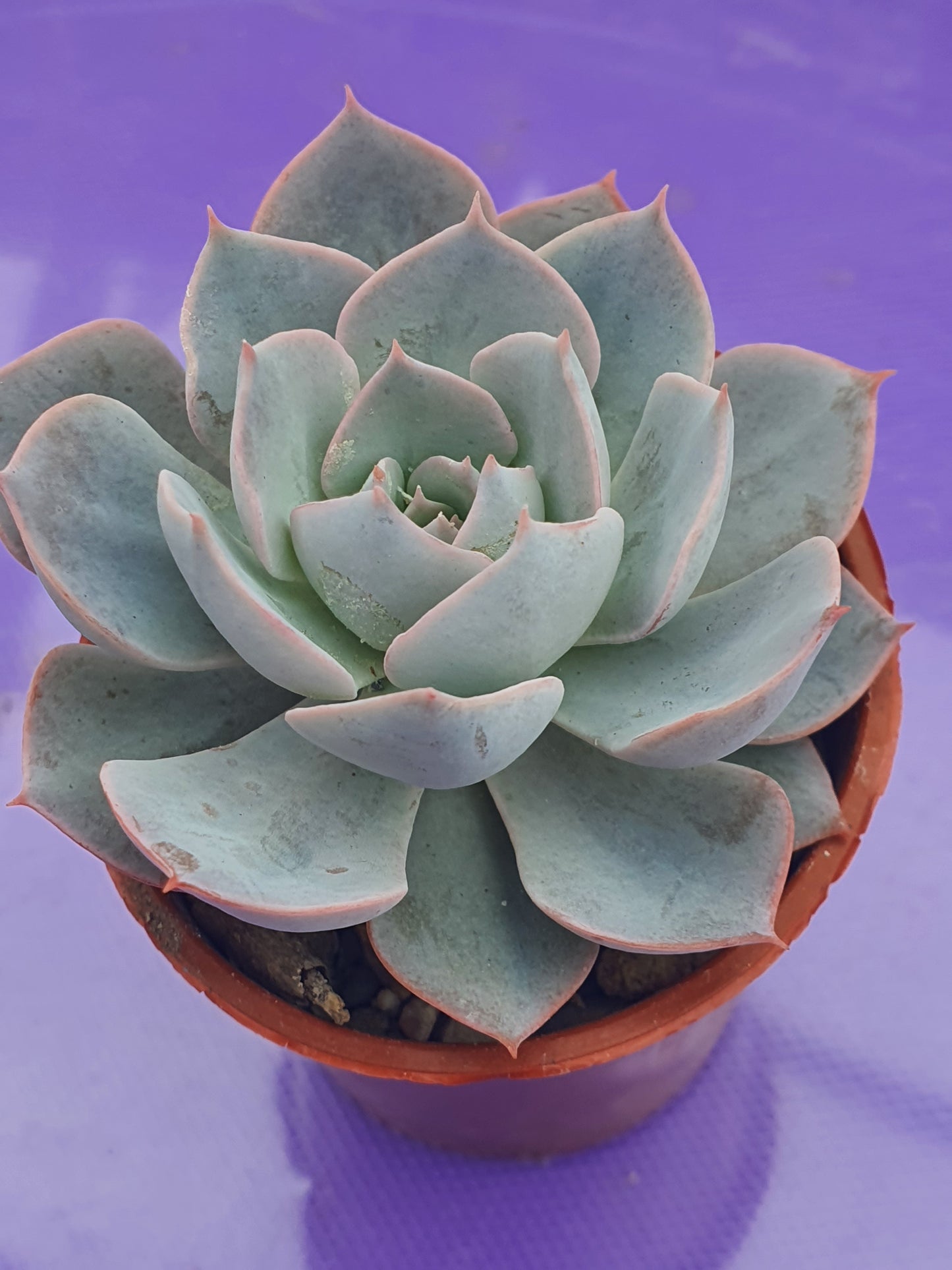 Echeveria 'Lilacina'