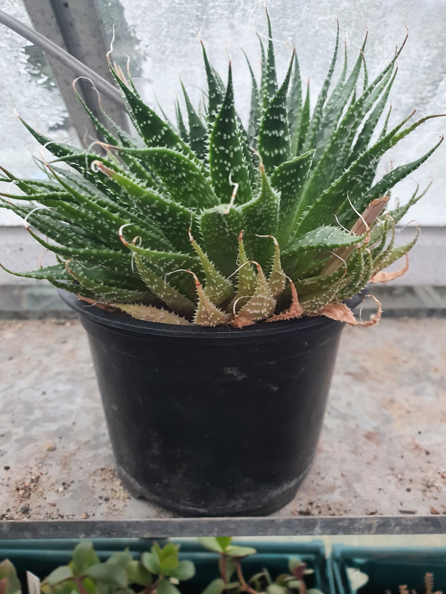 Aristaloe aristata| Lace Aloe | Aloe arisitata |Cold Hardy Succulent