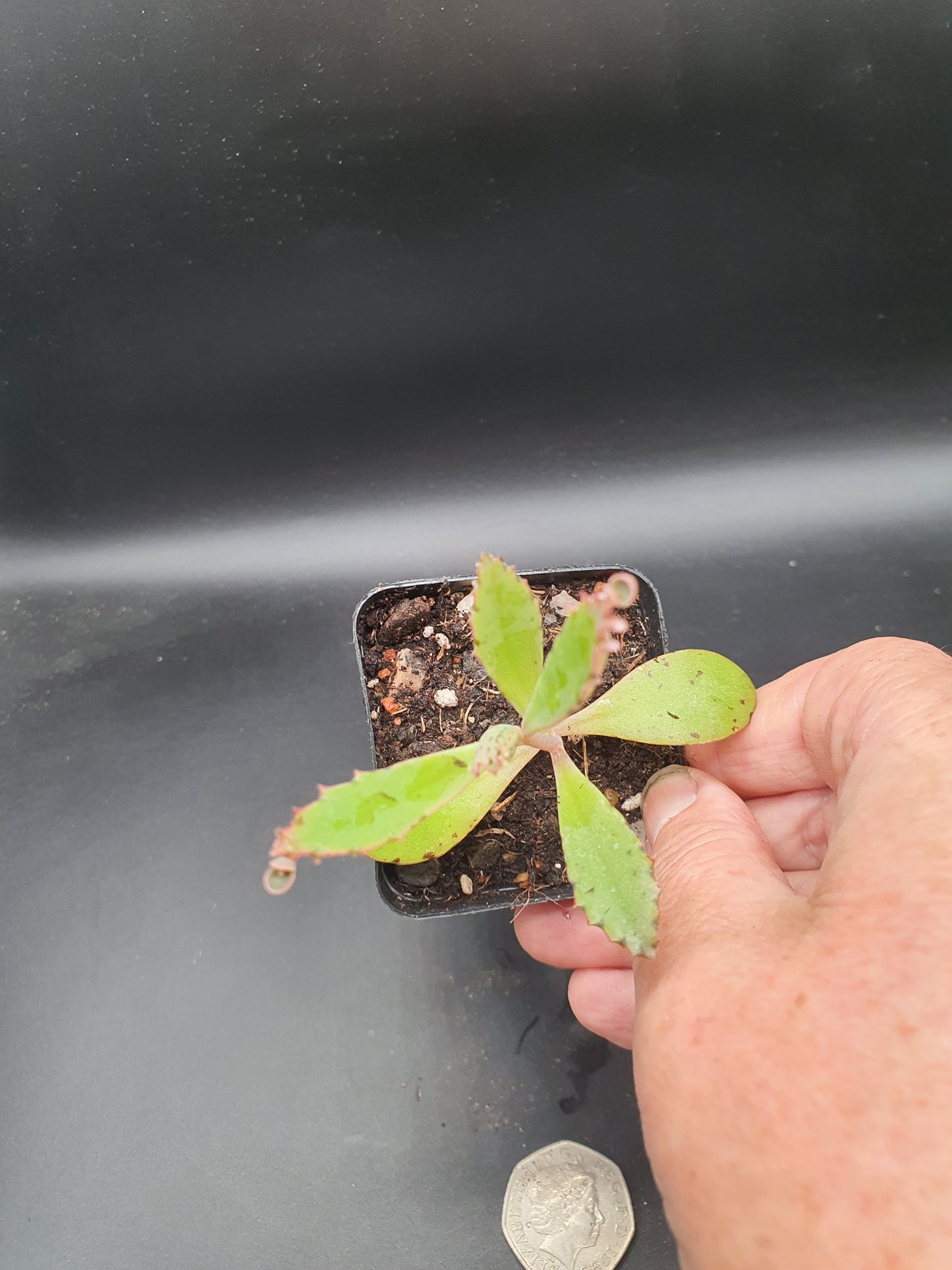 Kalanchoe x rauhii / K. rauhi hort. / Lucky Bells