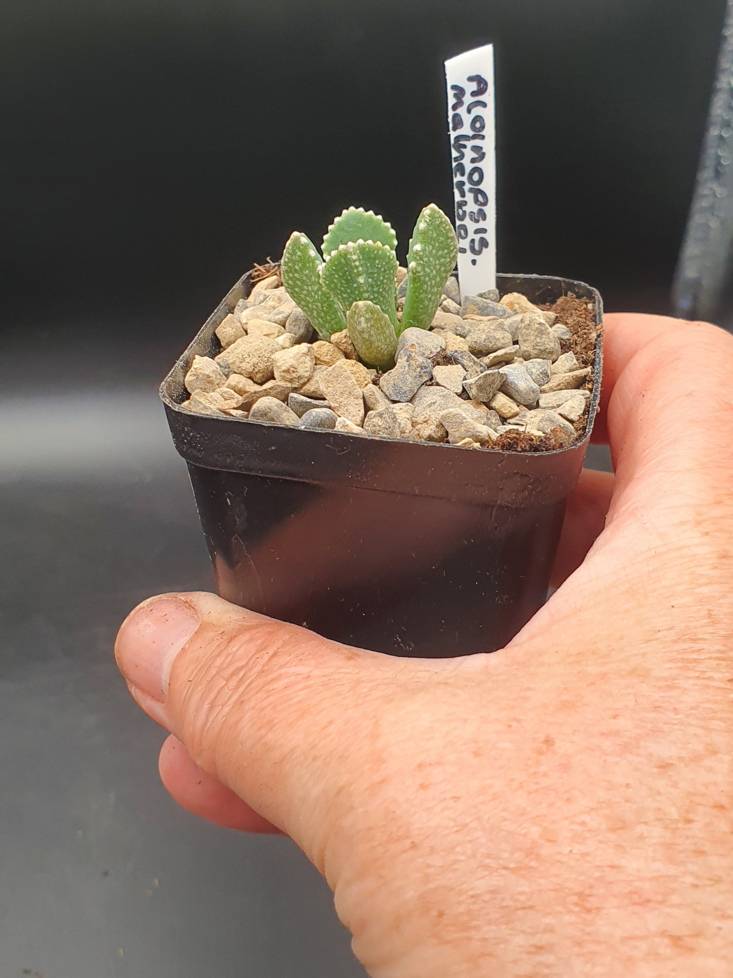 Aloinopsis malherbei - Giant Jewel Plant