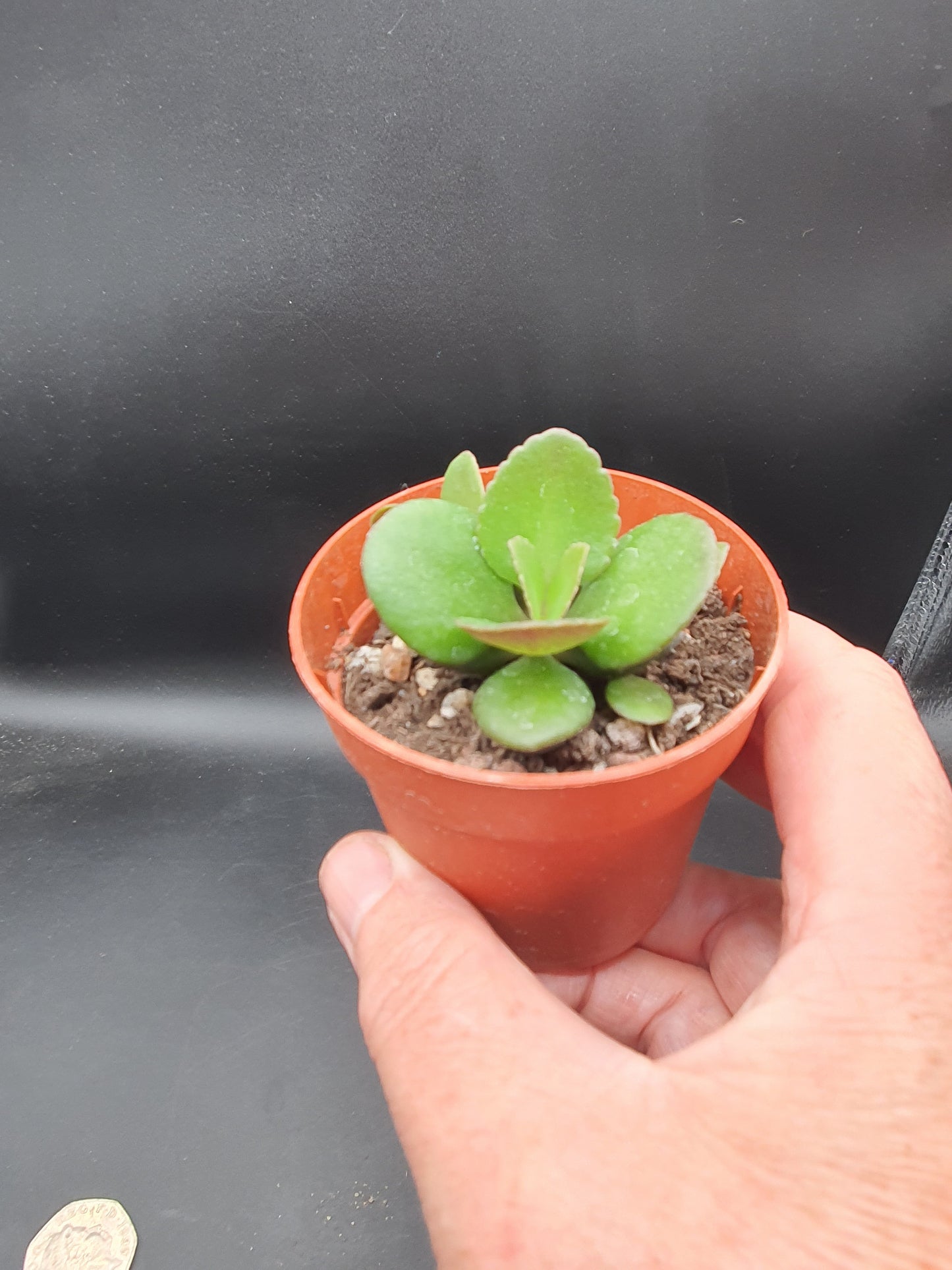 Kalanchoe spathulata var. garambiensis