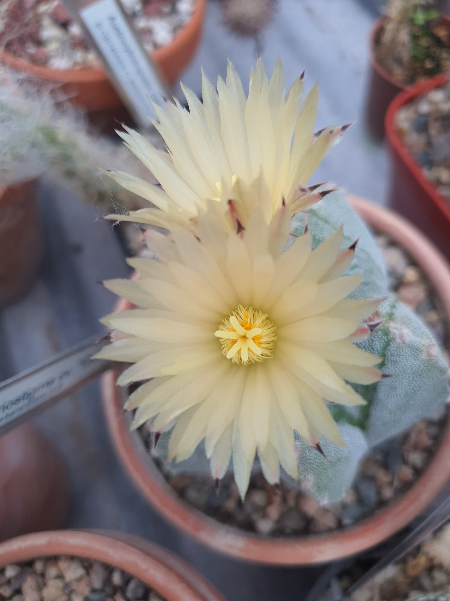 Astrophytum myriostigma | Bishop's cap cactus