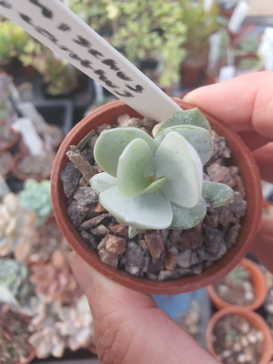 Adromischus leucanthus