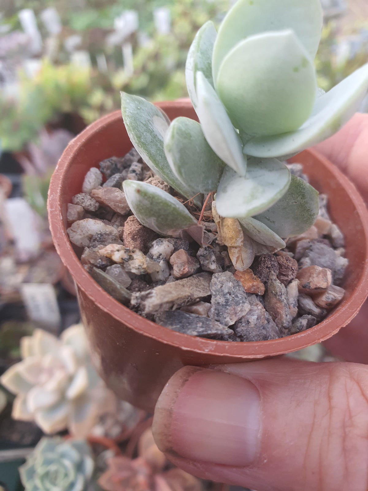 Adromischus leucanthus
