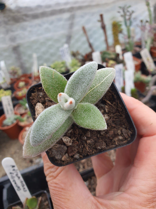 Kalanchoe eriophylla - Snow White Panda Plant