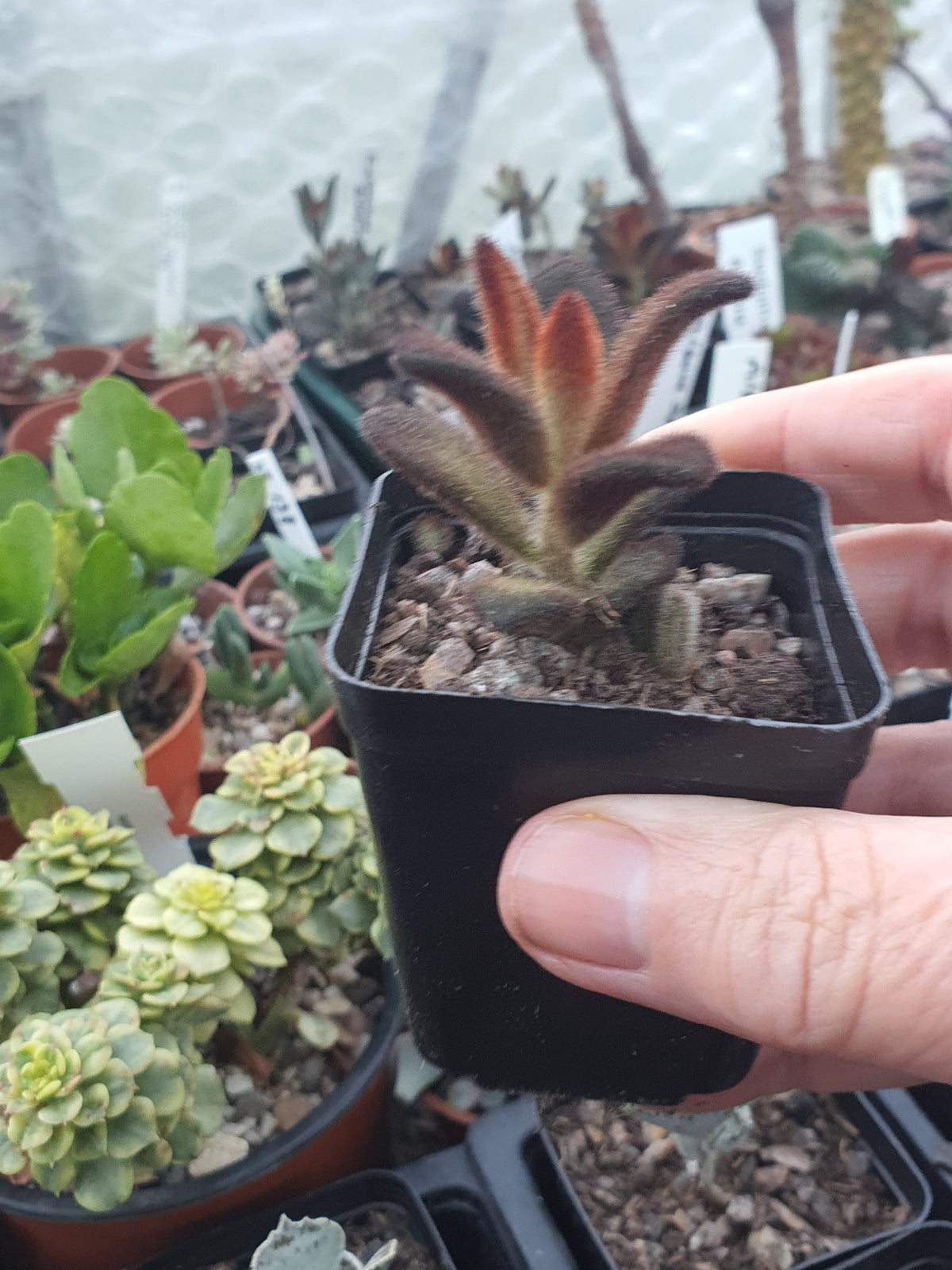 Kalanchoe tomentosa 'Cinnamon'