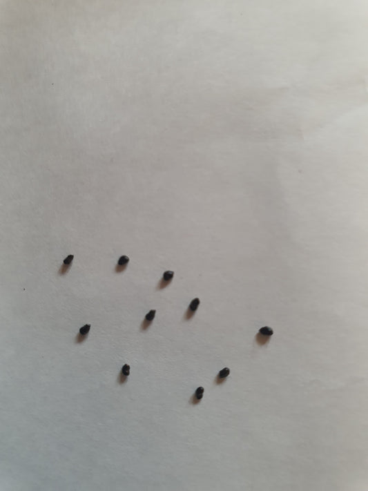 Ferocactus glaucescens - Fresh seed image 1