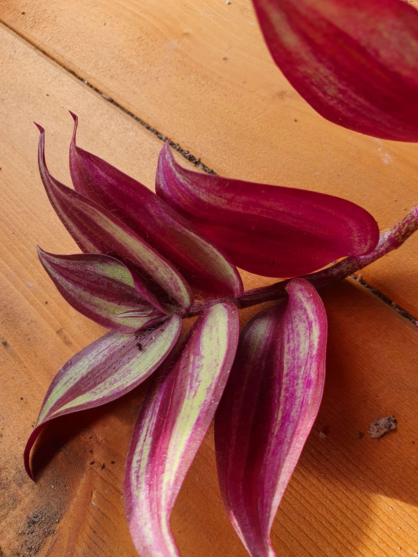 Tradescantia 'Violet Hill' (Wondering Dew cv) Cutting image 2