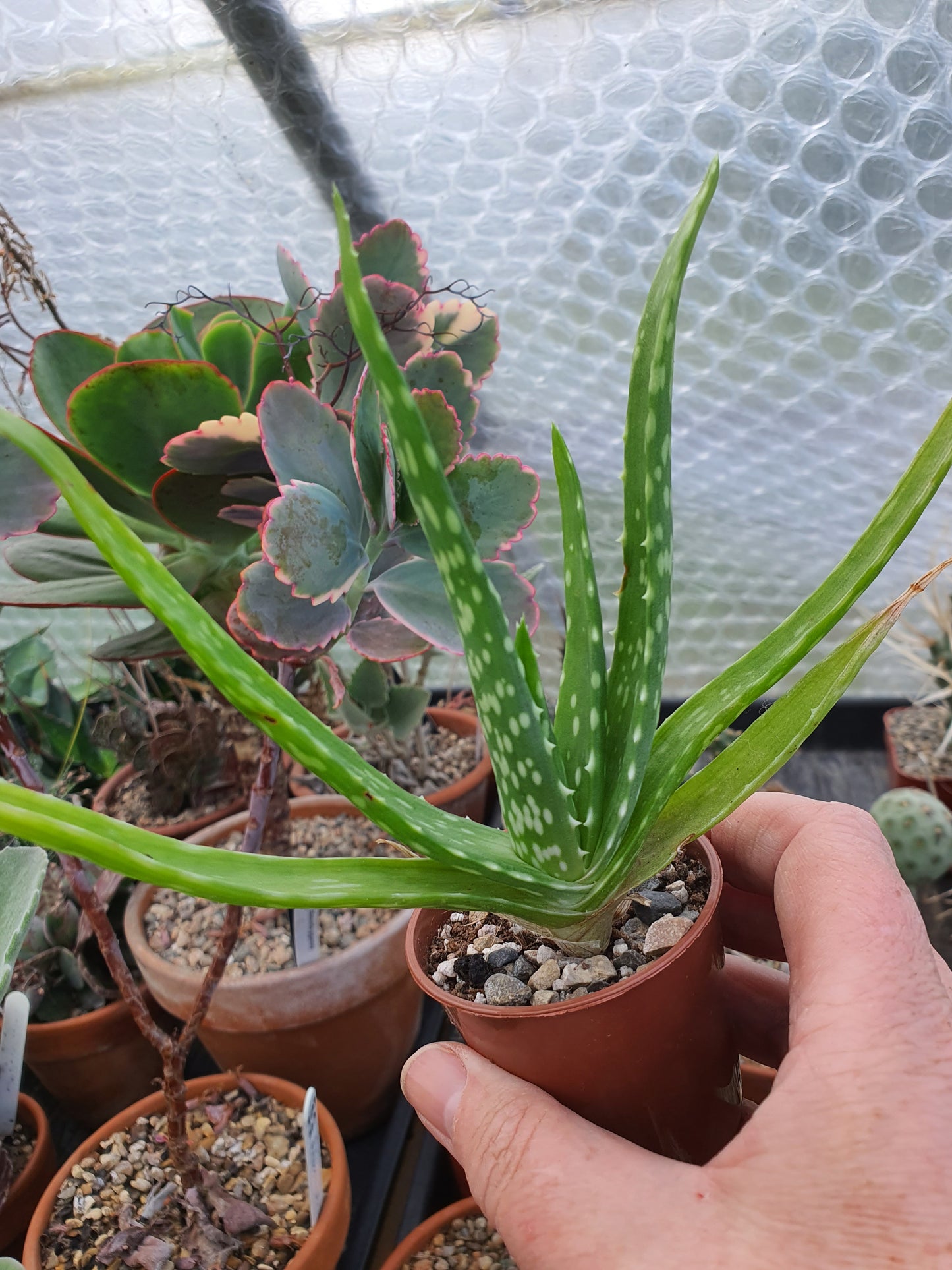 Aloe vera - Succulent - UK grown houseplant - Barney Plants