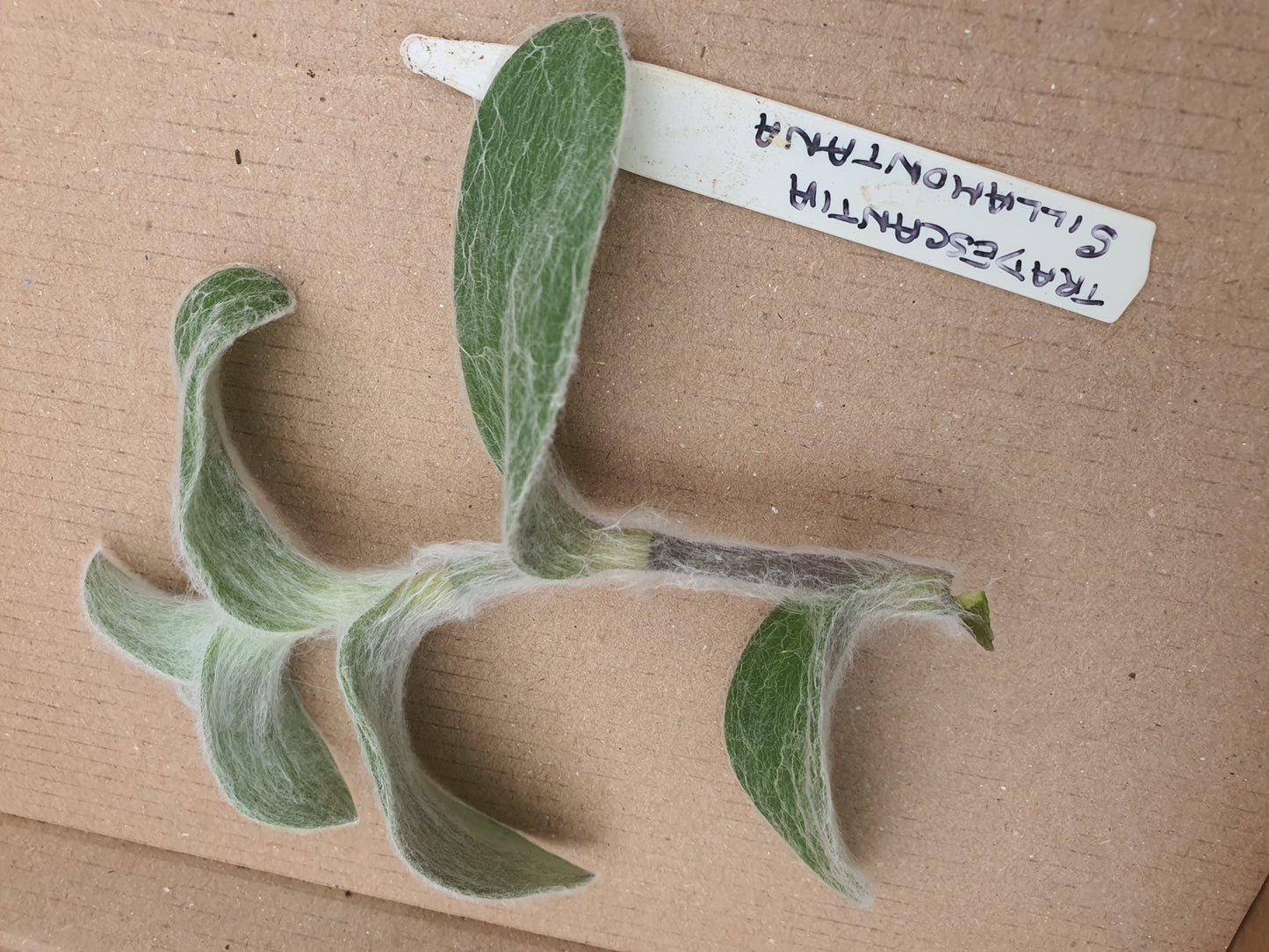Tradescantia sillamontana | White Velvet | (Green form) Fuzzy leaves - Cutting - UK grown houseplant - Barney Plants