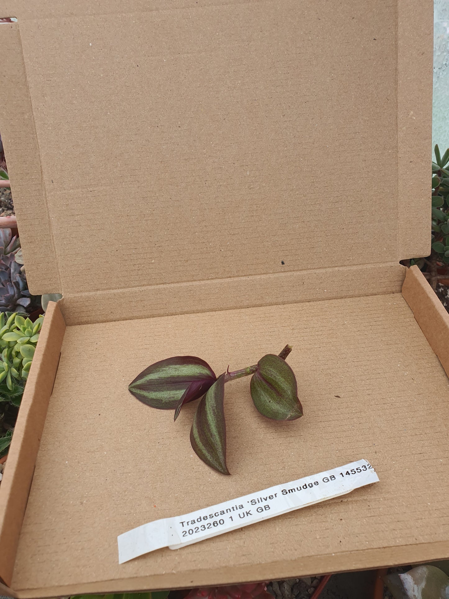 Tradescantia 'Silver Smudge' Cutting image 0