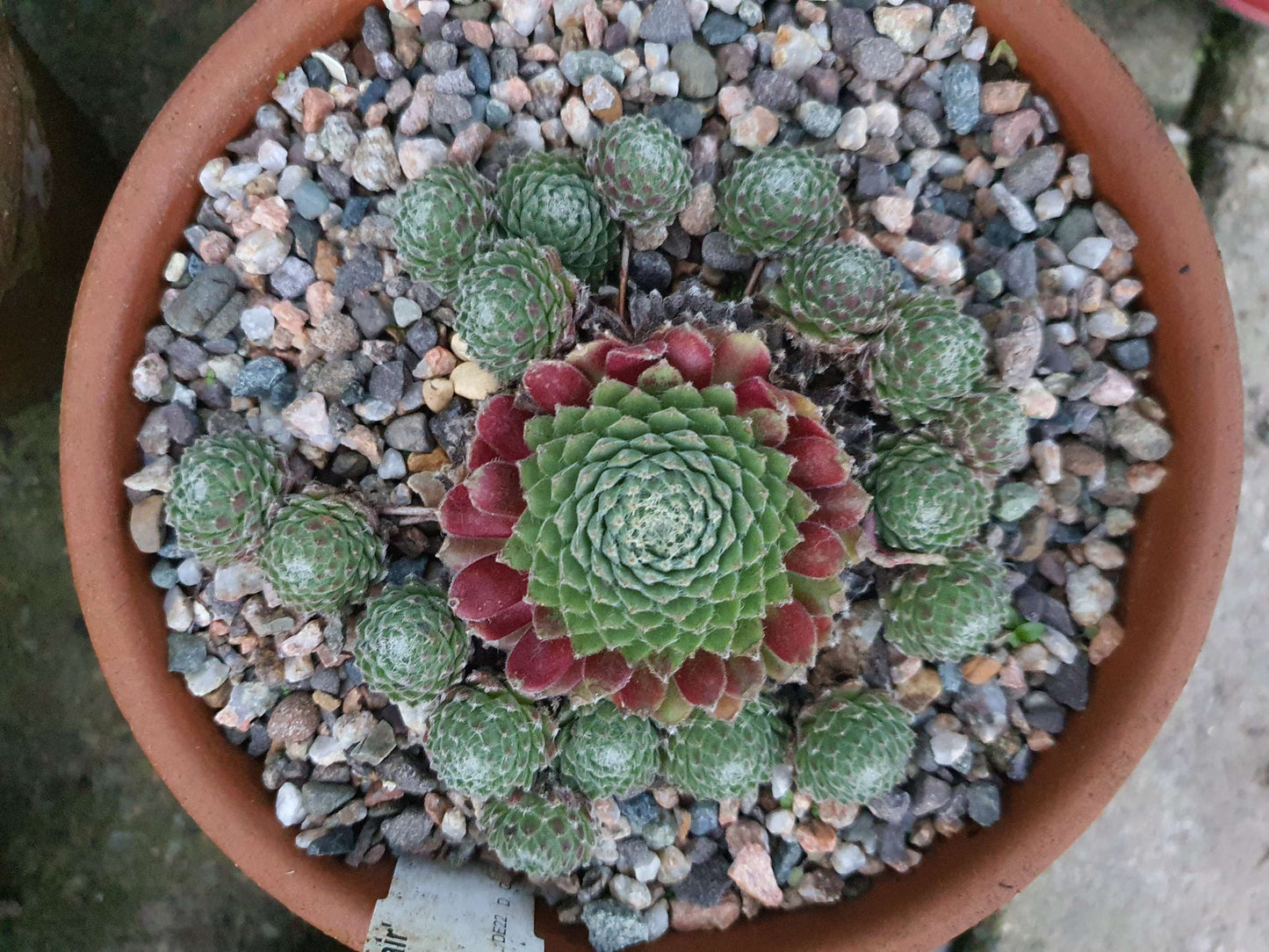 Sempervivum 'Mayfair' (House Leek) image 3