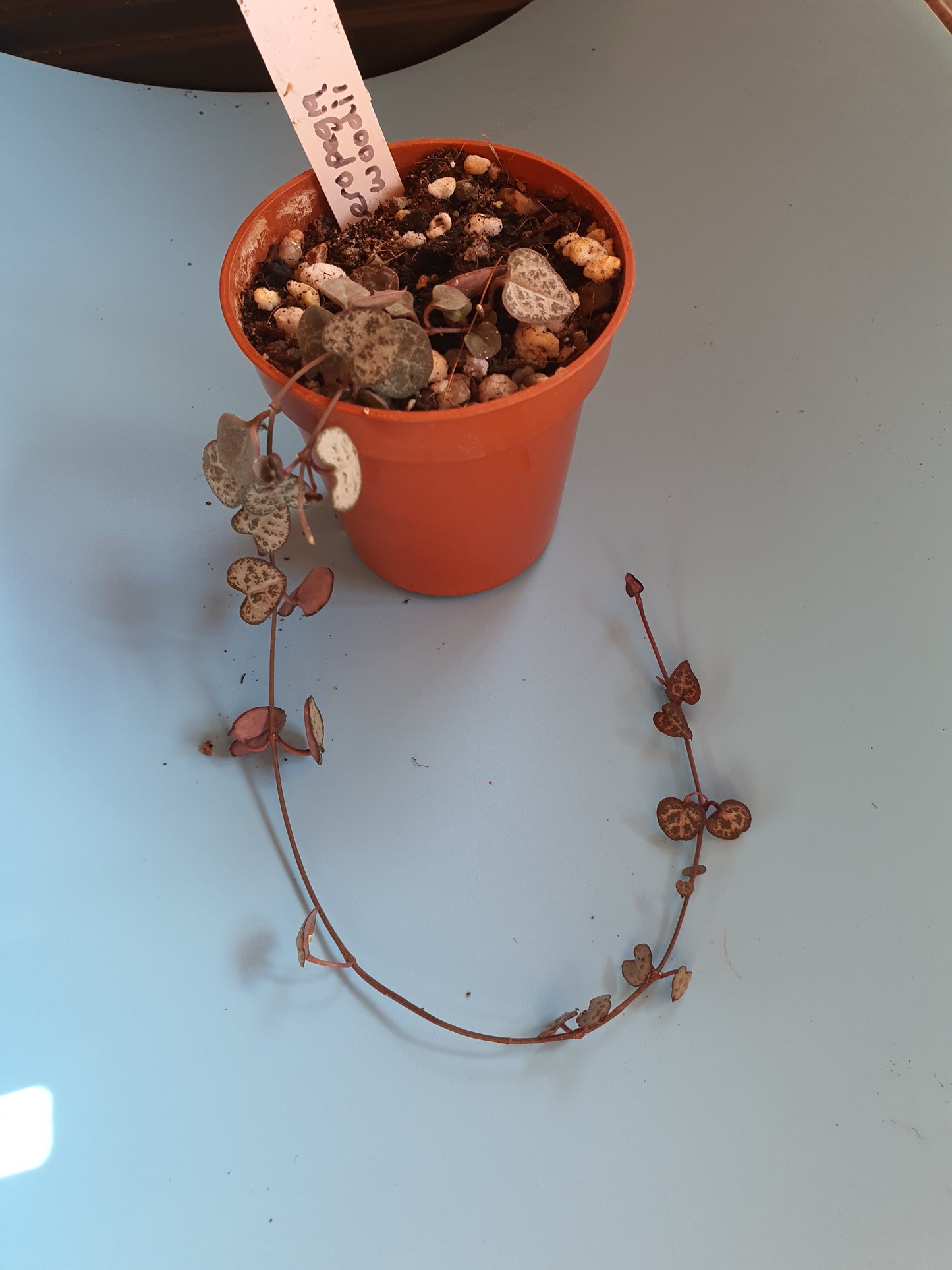 Ceropegia woodii - String of Hearts (pot) image 0