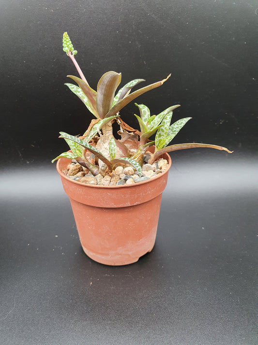 Silver Squill Plant (Ledeboura socialis)/ (Scilla pauciflora) |Succulent - UK grown houseplant - Barney Plants