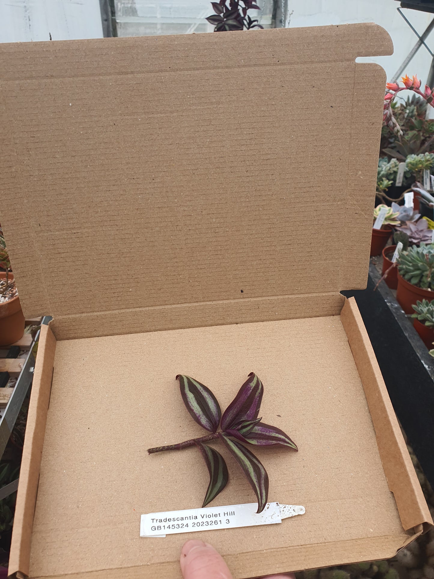 Tradescantia 'Violet Hill' (Wondering Dew cv) Cutting image 1