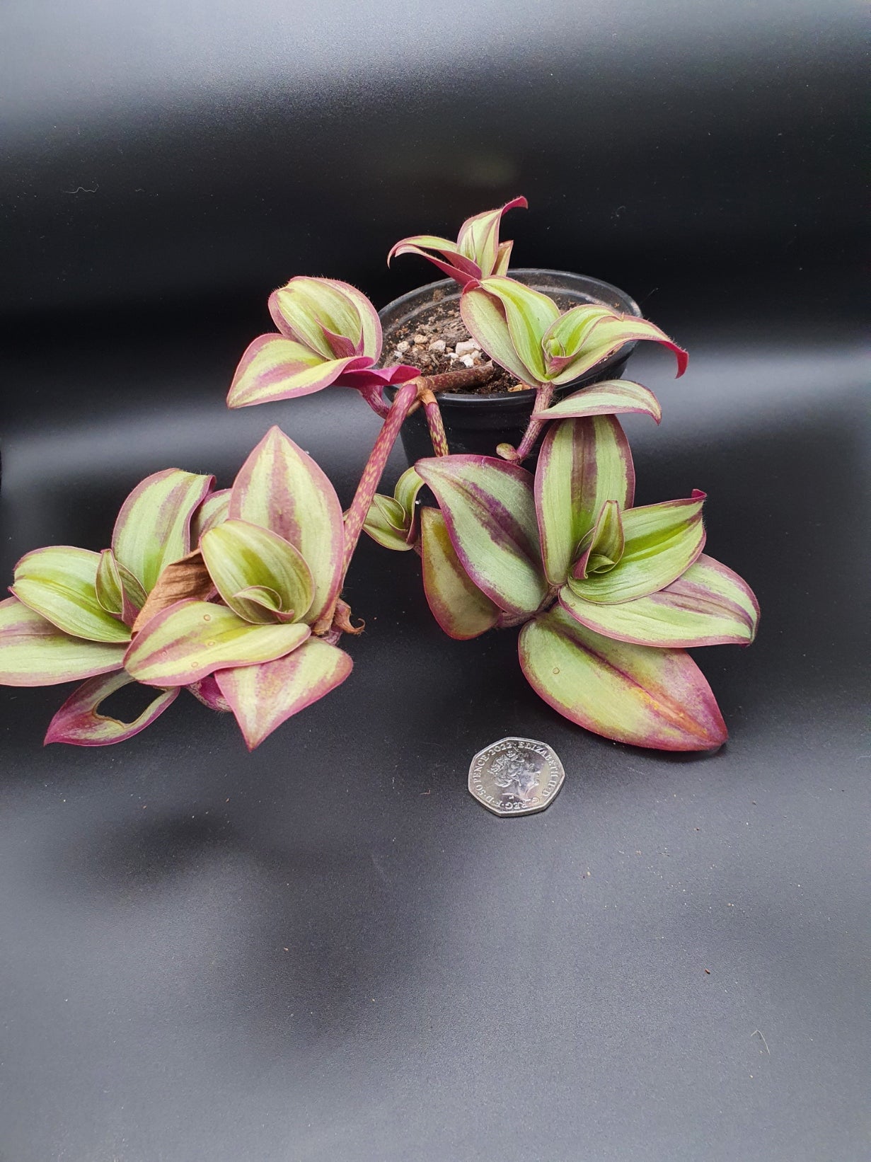 Tradescantia zerbina cv -Cutting image 3
