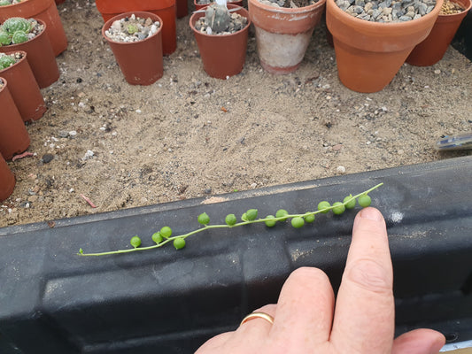 String of Pearls /Bead plant (Senecio rowleyanus) x1 cutting image 1