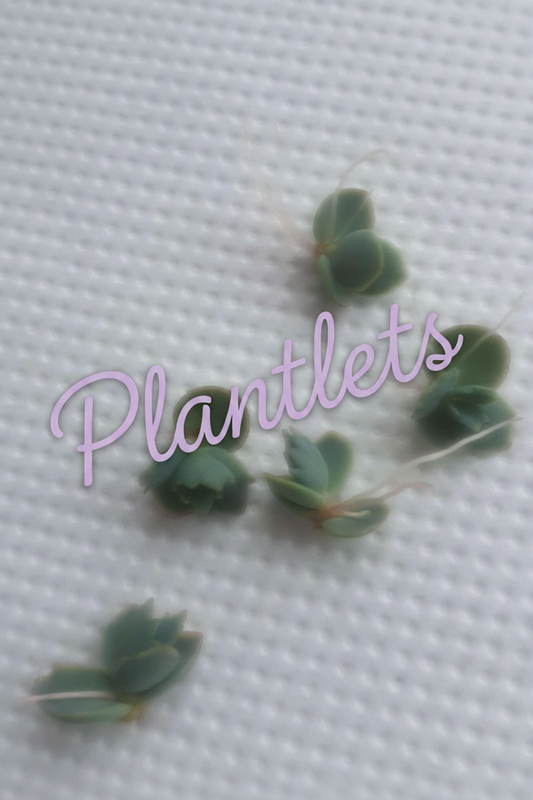 Kalanchoe 'Octopus' (Rare Mother of thousands) - Plug plant / Plantlets